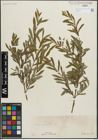 Foto von Salix purpurea L.